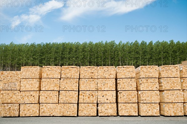 Orderly stacks of timber in timber plantation.