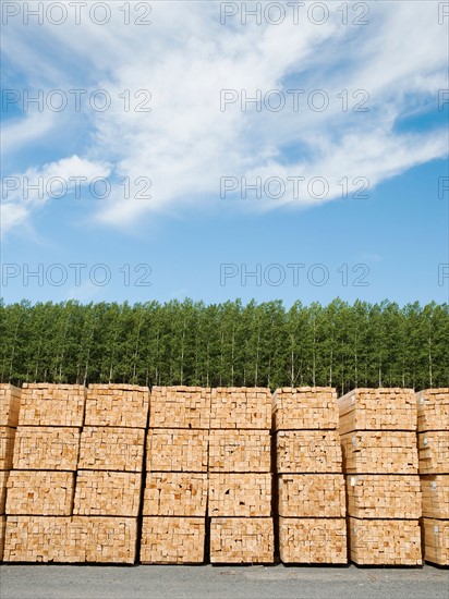 Orderly stacks of timber in timber plantation.