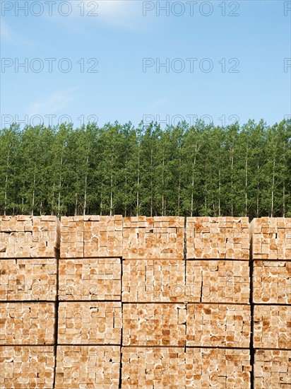 Orderly stack of timber in tree farm.