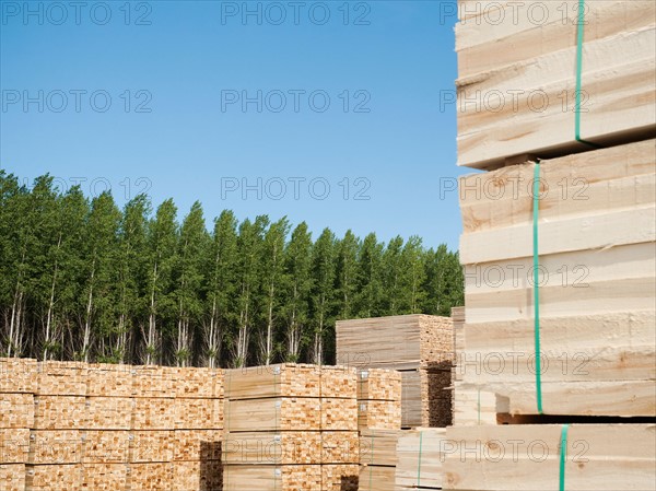 Orderly stacks of timber in tree farm.