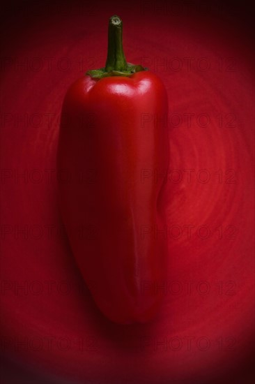 Studio shot of red chili pepper. Photo : Kristin Lee