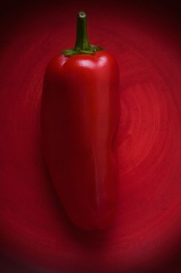 Studio shot of red chili pepper. Photo: Kristin Lee