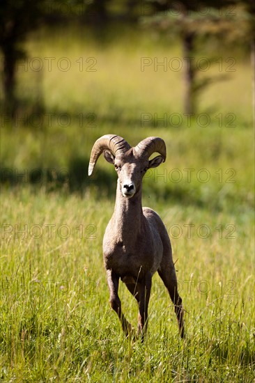 USA, Colorado, Bighorn ram. Photo : John Kelly