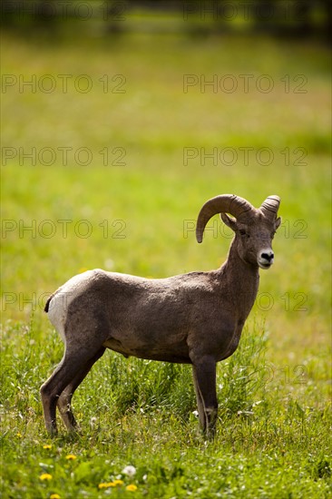 USA, Colorado, Bighorn ram. Photo: John Kelly