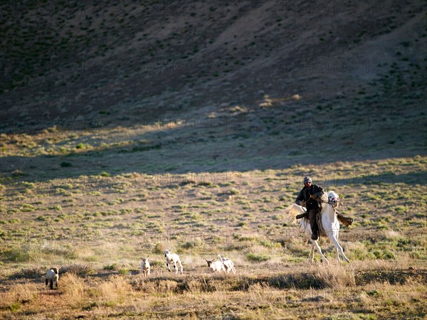 USA, Utah, Cowboy herding livestock in pasture. Photo : John Kelly