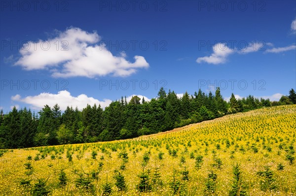 USA, Oregon, Marion County, Hill with yellow flowers. Photo : Gary J Weathers