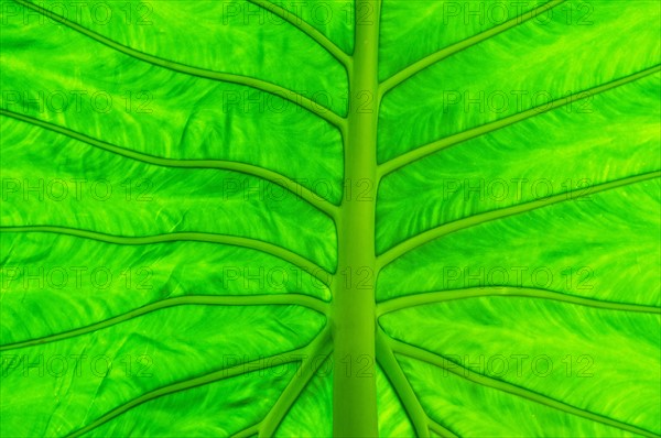 Green leaf, macro.