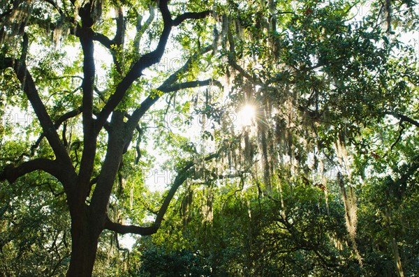 USA, Georgia, Savannah, Oak trees with spanish moss.