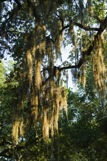 USA, Georgia, Savannah, Oak trees with spanish moss.