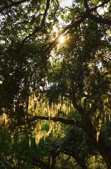 USA, Georgia, Savannah, Oak trees with spanish moss.