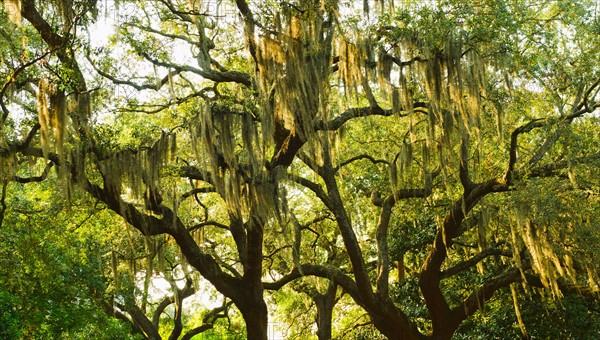 USA, Georgia, Savannah, Oak trees with spanish moss.