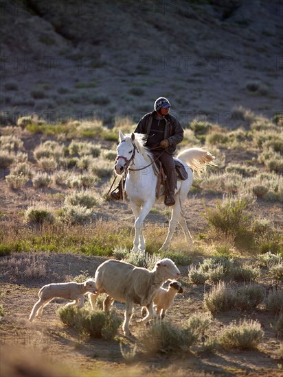 USA, Utah, Cowboy herding livestock in pasture. Photo: John Kelly