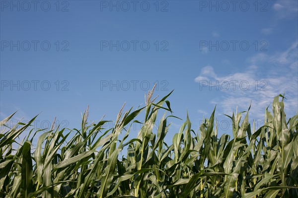 Cornfield. Photo: Winslow Productions