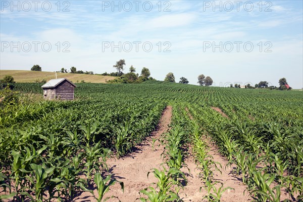 USA, New York State, corn farm. Photo : Winslow Productions