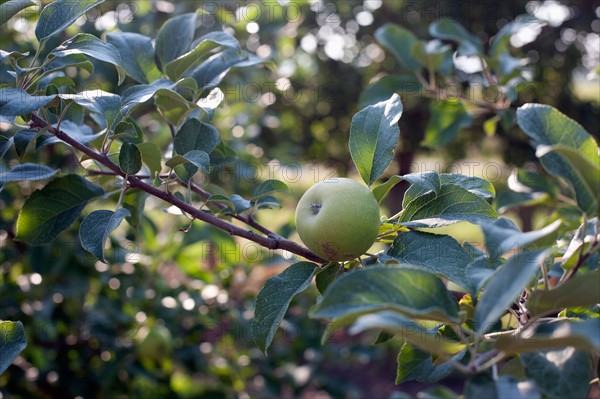 Green apple on branch. Photo: Winslow Productions