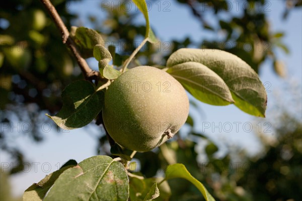 Green apple on branch. Photo : Winslow Productions