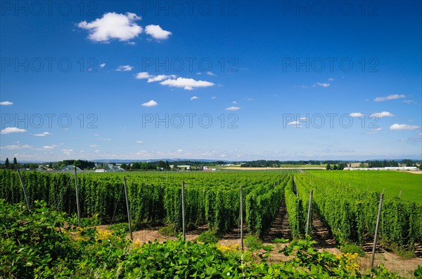 USA, Oregon, Marion County, Hop field. Photo : Gary J Weathers