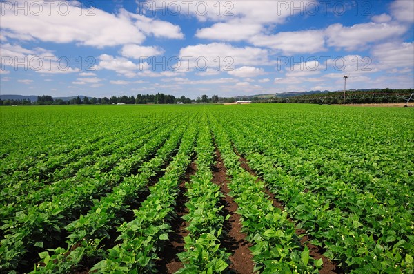 USA, Oregon, Marion County, Green bean field. Photo : Gary J Weathers