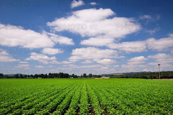 USA, Oregon, Marion County, Green bean field. Photo : Gary J Weathers