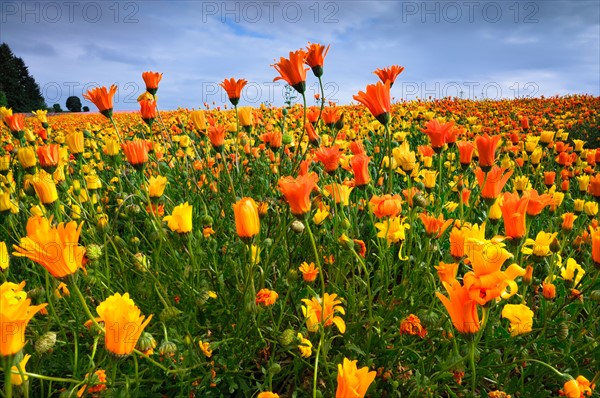 USA, Oregon, Marion County, Field of yellow and orange flowers. Photo : Gary J Weathers