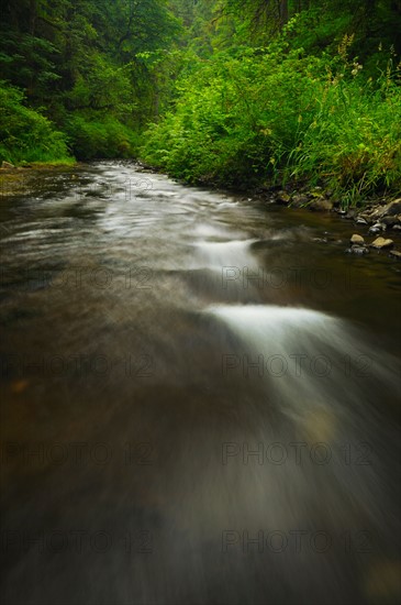 USA, Oregon, Silver Falls State Park, Silver Creek. Photo : Gary J Weathers