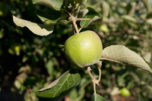 Green apple on branch. Photo : Winslow Productions
