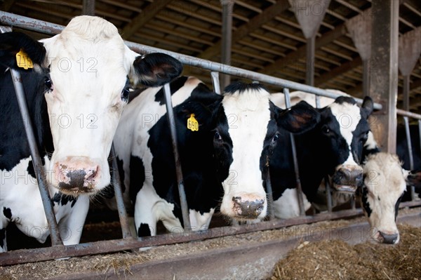 Cows in barn. Photo: Winslow Productions