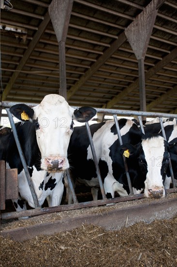 Cows in barn. Photo : Winslow Productions