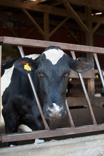 Cow in barn. Photo : Winslow Productions