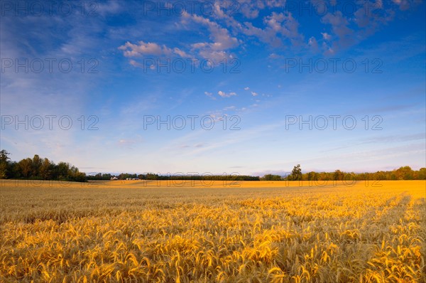 USA, Oregon, Marion County, Wheat field. Photo: Gary J Weathers