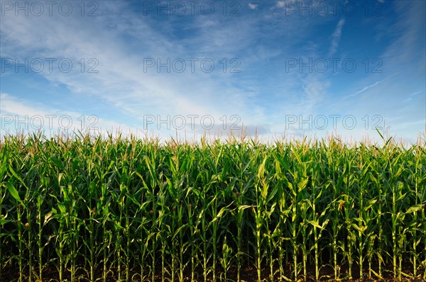 USA, Oregon, Marion County, Corn field. Photo: Gary J Weathers