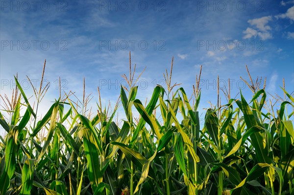 USA, Oregon, Marion County, Corn field. Photo: Gary J Weathers