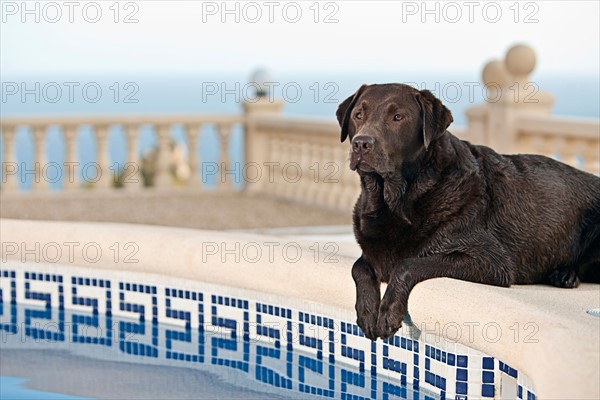 Chocolate Labrador by Pool. Photo: Justin Paget