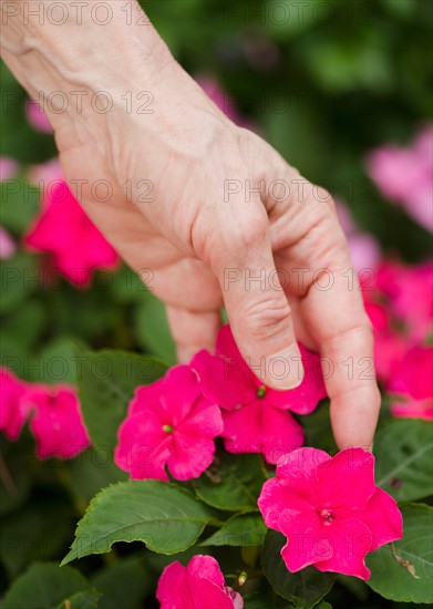 Hand touching purple flowers.