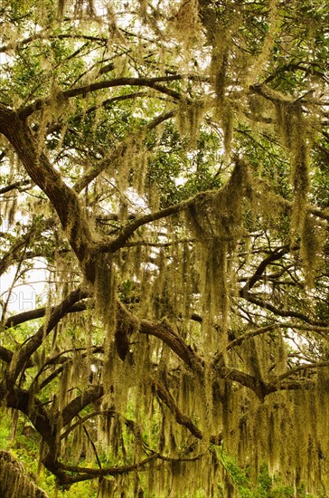 USA, South Carolina, Charleston, Oak trees with spanish moss.