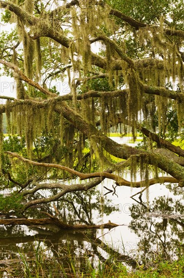 USA, South Carolina, Charleston, Oak trees with spanish moss.