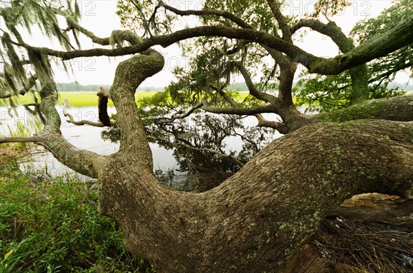 USA, South Carolina, Charleston, Spanish moss on oak trees.