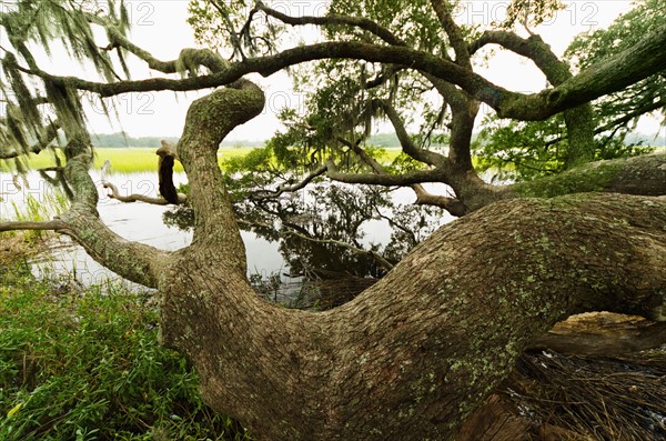 USA, South Carolina, Charleston, Spanish moss on oak trees.