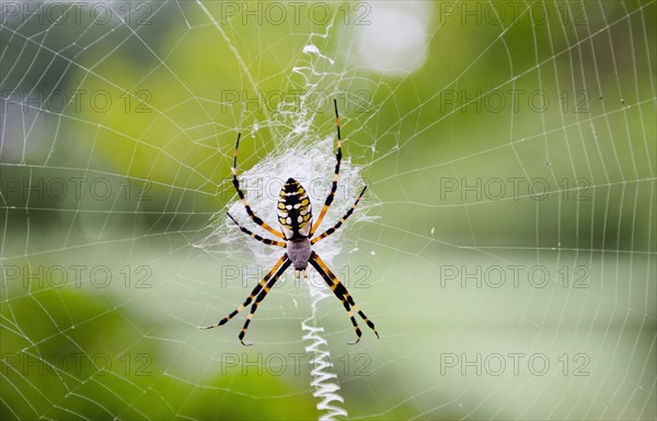 Spider on web.