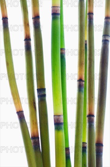 Studio shot of bamboo stalks.