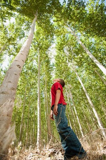 USA, Oregon, Boardman, Boy (8-9) standing between poplar trees in tree farm.