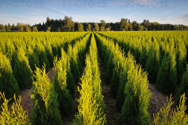 USA, Oregon, Marion County, Plant nursery. Photo: Gary J Weathers