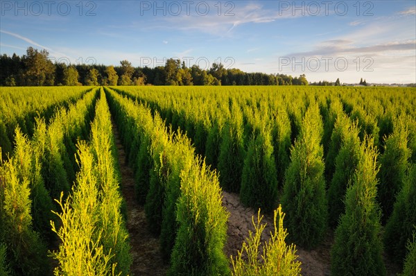 USA, Oregon, Marion County, Plant nursery. Photo : Gary J Weathers