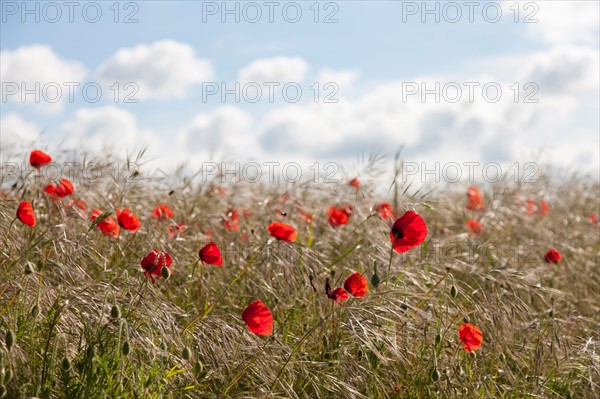 Red poppy flowers. Photo: Jan Scherders