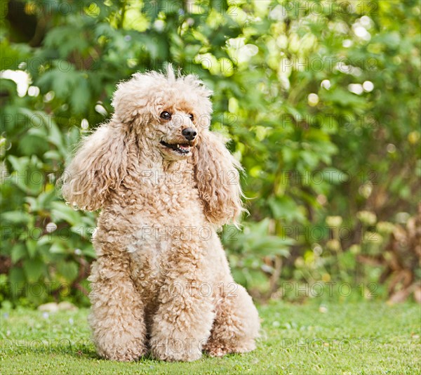 Apricot French Poodle in Garden. Photo : Justin Paget