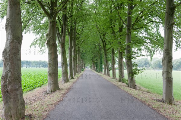 Netherlands, North-Brabant, Tilburg, Single lane road lined with trees. Photo: Jan Scherders