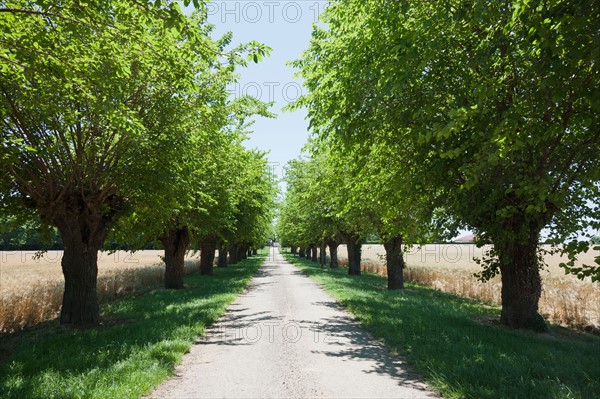 France, Drome, Montvendre, Single lane road lined with trees. Photo : Jan Scherders