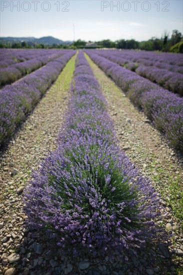 France, Drome, Piegros-la-Clastre, Lavender field. Photo : Jan Scherders