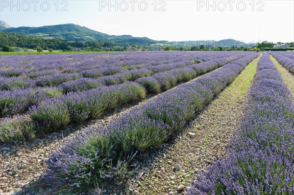 France, Drome, Piegros-la-Clastre, Lavender field. Photo : Jan Scherders