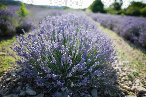 France, Drome, Piegros-la-Clastre, Close-up of lavender in field. Photo : Jan Scherders